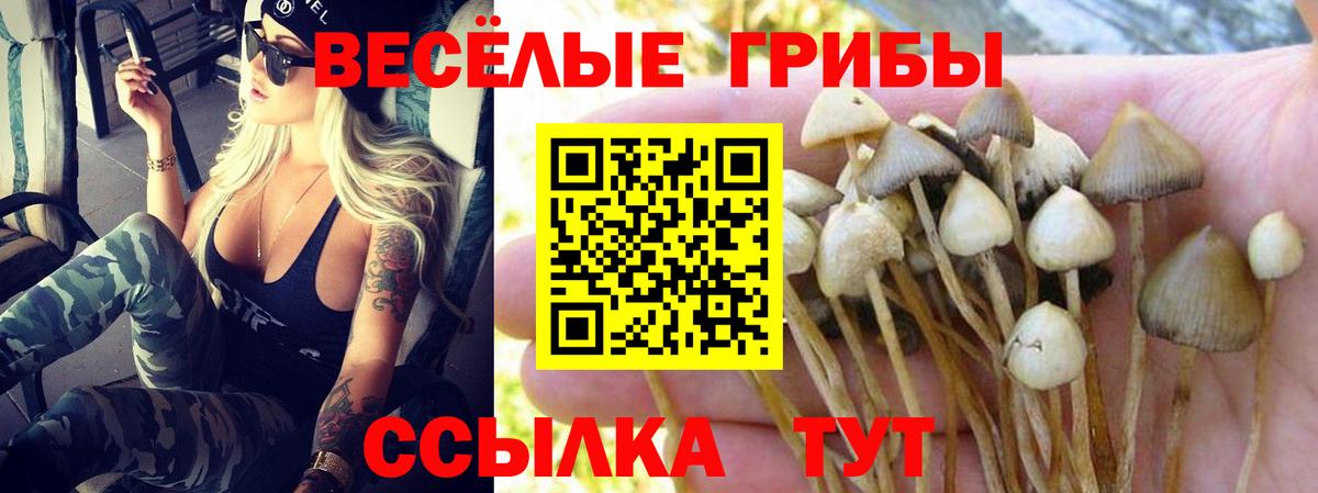 Сальск  Галлюциногенные грибы Magic Shrooms  Вход с VPN 